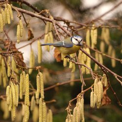 Blue Tit