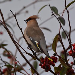 Bohemian Waxwing