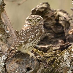 Little Owl