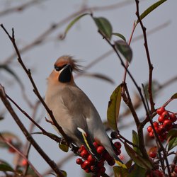 Bohemian Waxwing
