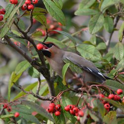 Bohemian Waxwing