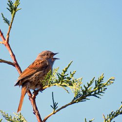 Dunnock
