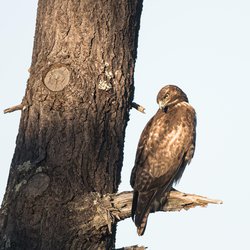 Buzzard