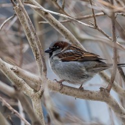 House Sparrow