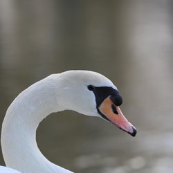 Mute Swan