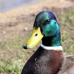 Mallard