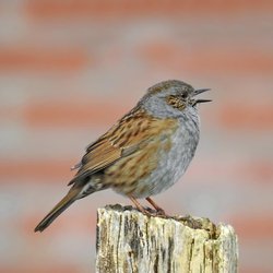 Dunnock