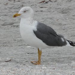 Lesser Black-backed Gull