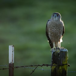 Buzzard