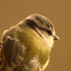 Blue Tit