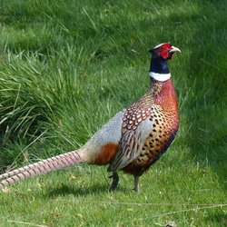 Pheasant