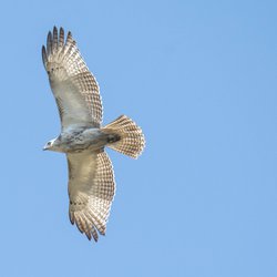 Buzzard
