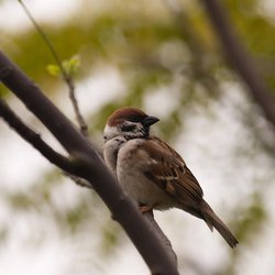 Tree Sparrow