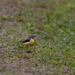 Grey Wagtail