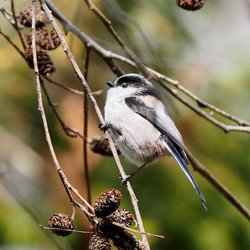 Long-tailed Tit