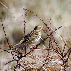 Meadow Pipit