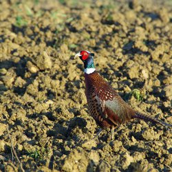 Pheasant