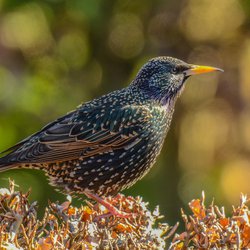 Starling