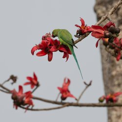 Ring-necked parakeet