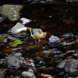 Grey Wagtail