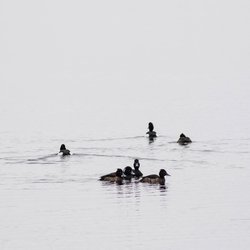 Tufted Duck