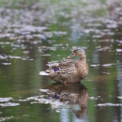 Mallard
