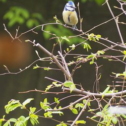 Blue Tit