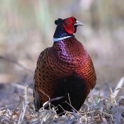 Pheasant