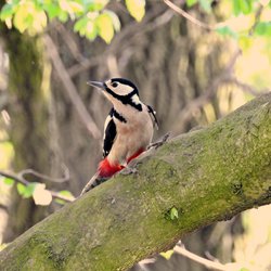 Great Spotted Woodpecker
