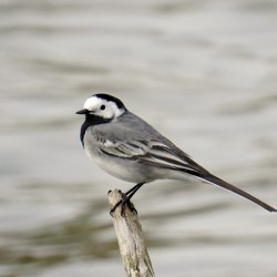 White Wagtail
