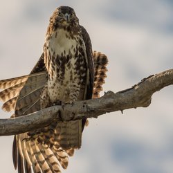 Buzzard
