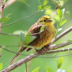 Yellowhammer