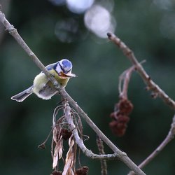Blue Tit