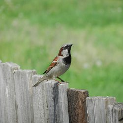 House Sparrow