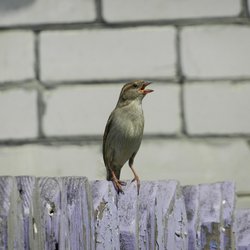 House Sparrow