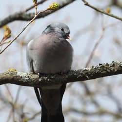 Stock Dove