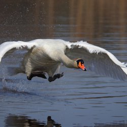 Mute Swan