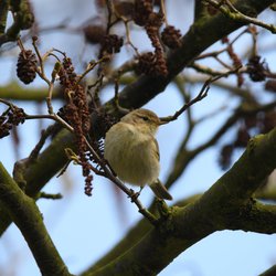 Chiffchaff