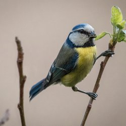 Blue Tit