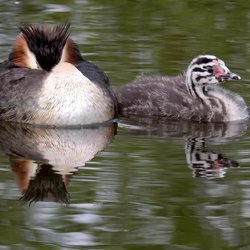 Great Crested Grebe