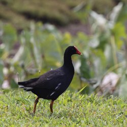 Moorhen
