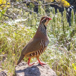 Red-legged partridge