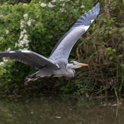 Grey Heron
