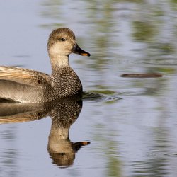 Gadwall