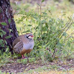 Red-legged partridge