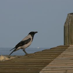 Hooded crow