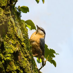 Nuthatch