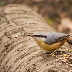 Nuthatch