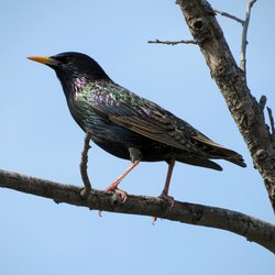 Starling