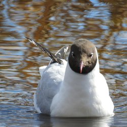 Black-headed Gull